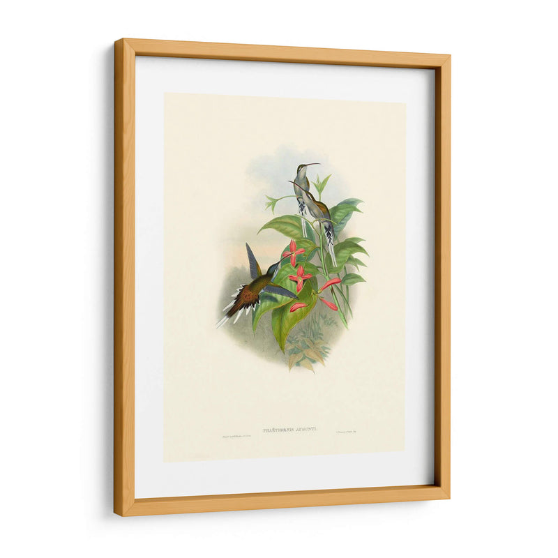 Hummingbird Delight Iv - John Gould | Cuadro decorativo de Canvas Lab