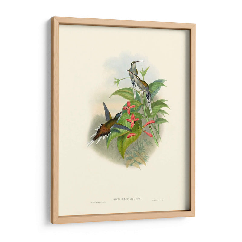 Hummingbird Delight Iv - John Gould | Cuadro decorativo de Canvas Lab