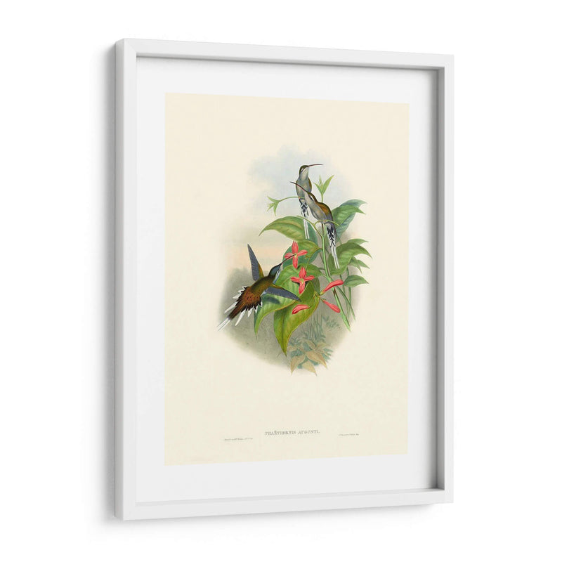 Hummingbird Delight Iv - John Gould | Cuadro decorativo de Canvas Lab