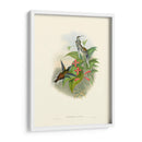 Hummingbird Delight Iv - John Gould | Cuadro decorativo de Canvas Lab
