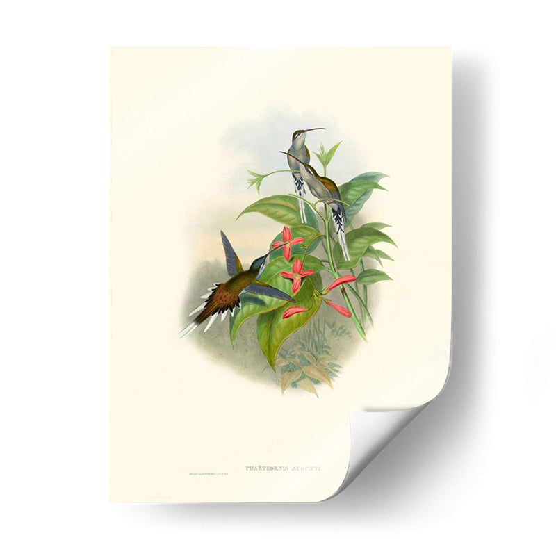 Hummingbird Delight Iv - John Gould | Cuadro decorativo de Canvas Lab