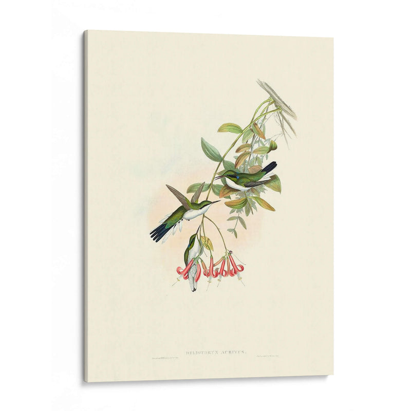 Hummingbird Delight V - John Gould | Cuadro decorativo de Canvas Lab