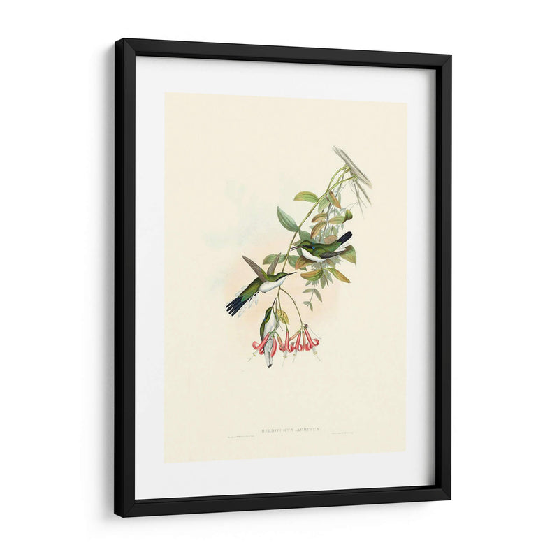 Hummingbird Delight V - John Gould | Cuadro decorativo de Canvas Lab