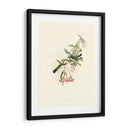 Hummingbird Delight V - John Gould | Cuadro decorativo de Canvas Lab
