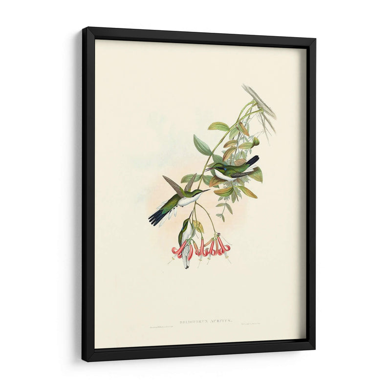 Hummingbird Delight V - John Gould | Cuadro decorativo de Canvas Lab