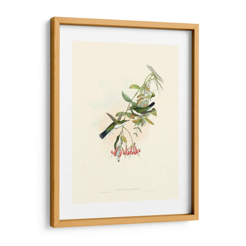 Hummingbird Delight V - John Gould | Cuadro decorativo de Canvas Lab