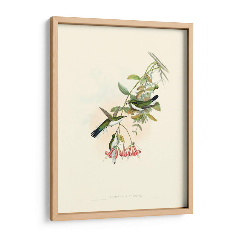 Hummingbird Delight V - John Gould | Cuadro decorativo de Canvas Lab