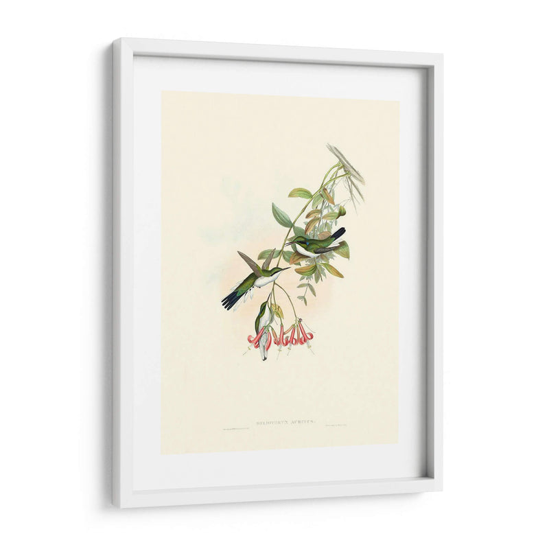 Hummingbird Delight V - John Gould | Cuadro decorativo de Canvas Lab