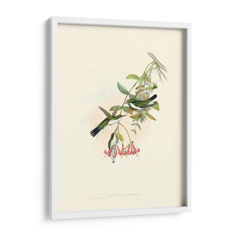 Hummingbird Delight V - John Gould | Cuadro decorativo de Canvas Lab