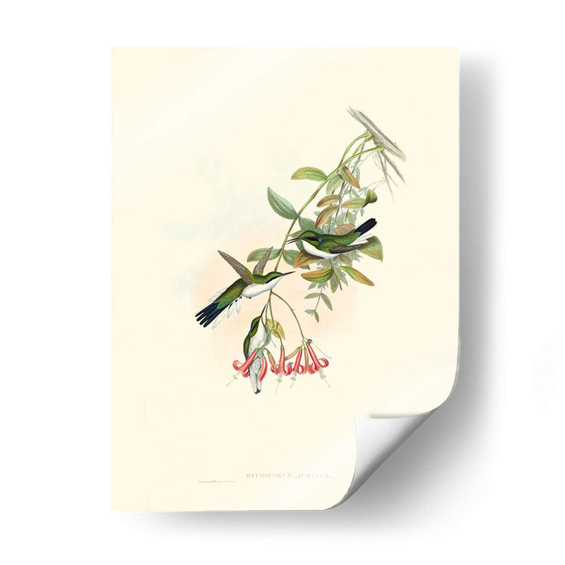 Hummingbird Delight V - John Gould | Cuadro decorativo de Canvas Lab