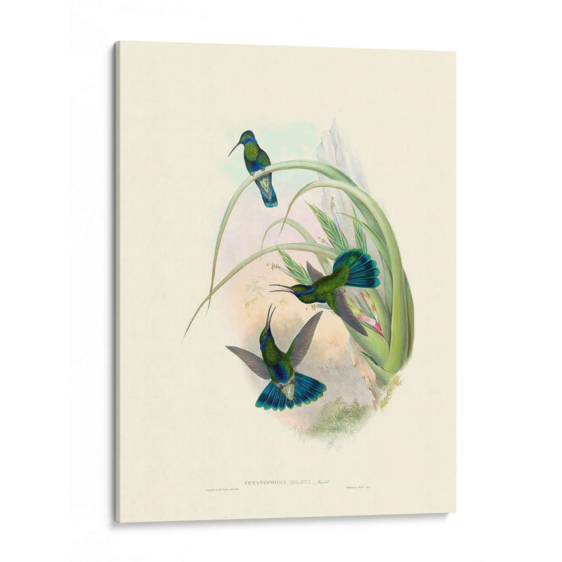 Hummingbird Delight Vi - John Gould | Cuadro decorativo de Canvas Lab