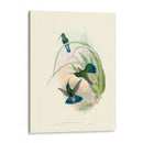 Hummingbird Delight Vi - John Gould | Cuadro decorativo de Canvas Lab