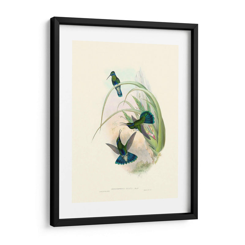 Hummingbird Delight Vi - John Gould | Cuadro decorativo de Canvas Lab