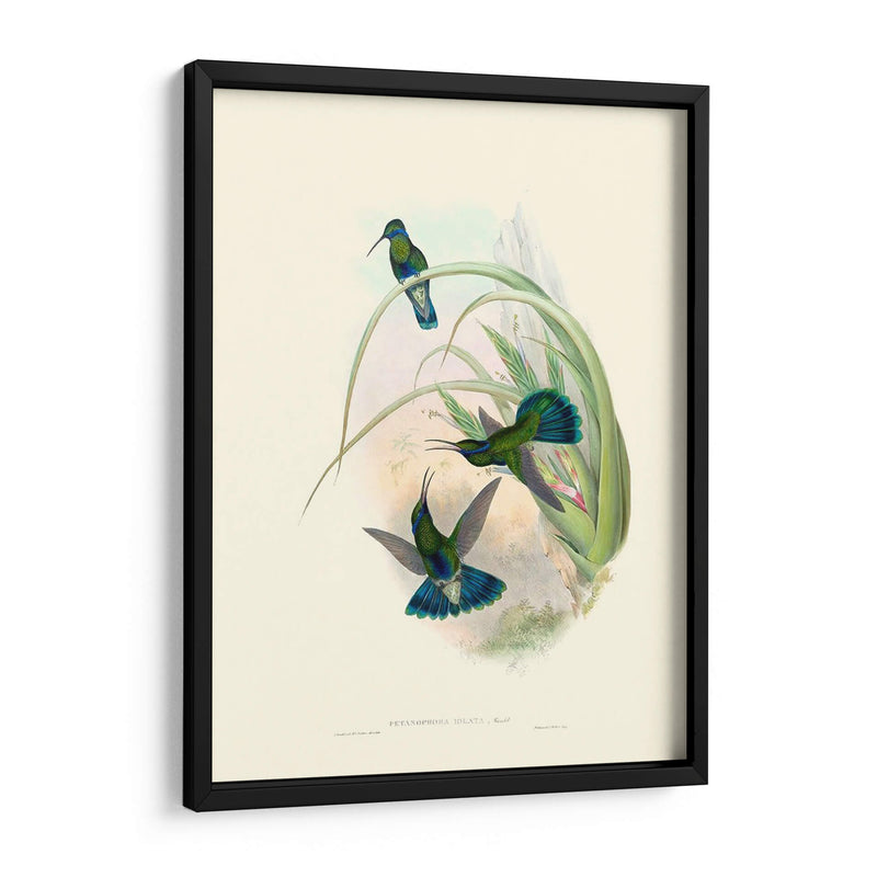 Hummingbird Delight Vi - John Gould | Cuadro decorativo de Canvas Lab