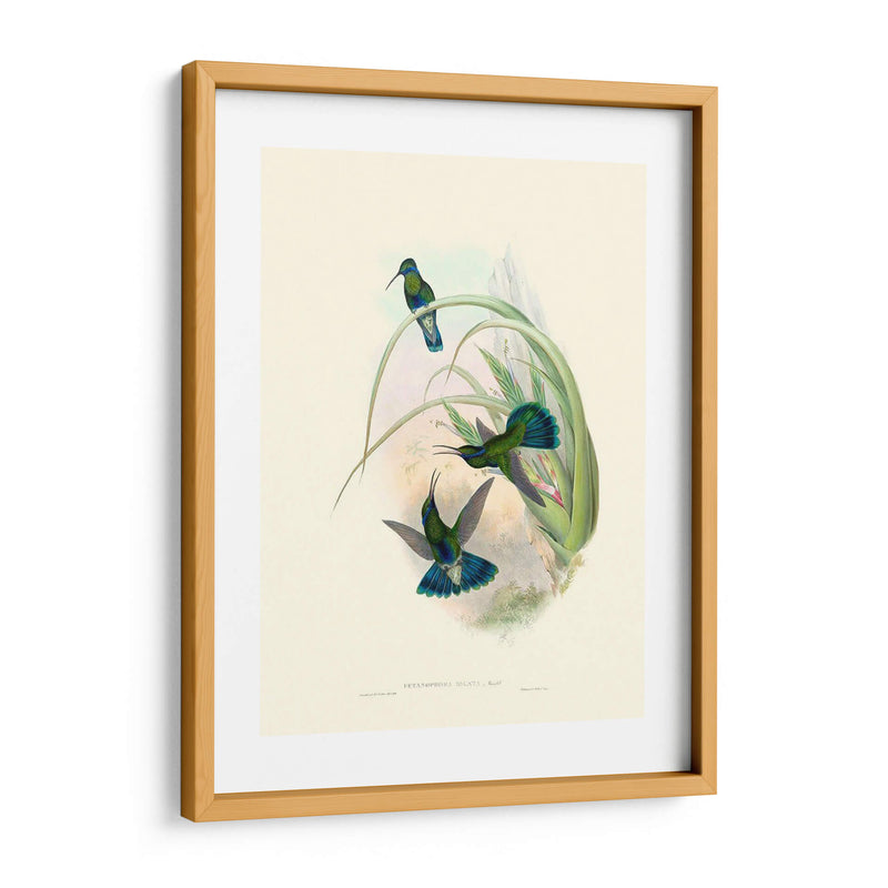 Hummingbird Delight Vi - John Gould | Cuadro decorativo de Canvas Lab