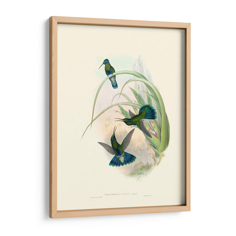 Hummingbird Delight Vi - John Gould | Cuadro decorativo de Canvas Lab