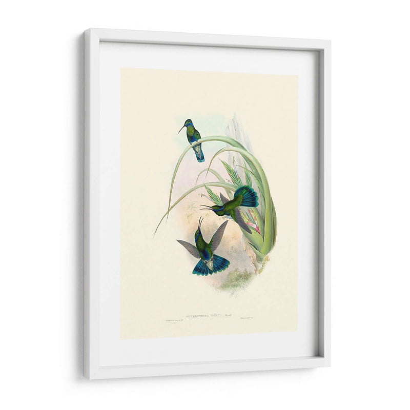 Hummingbird Delight Vi - John Gould | Cuadro decorativo de Canvas Lab