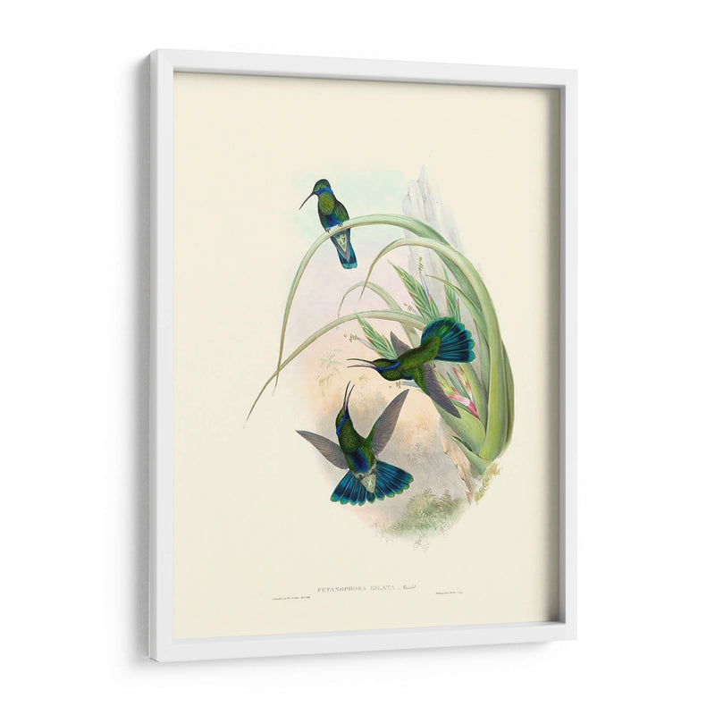 Hummingbird Delight Vi - John Gould | Cuadro decorativo de Canvas Lab