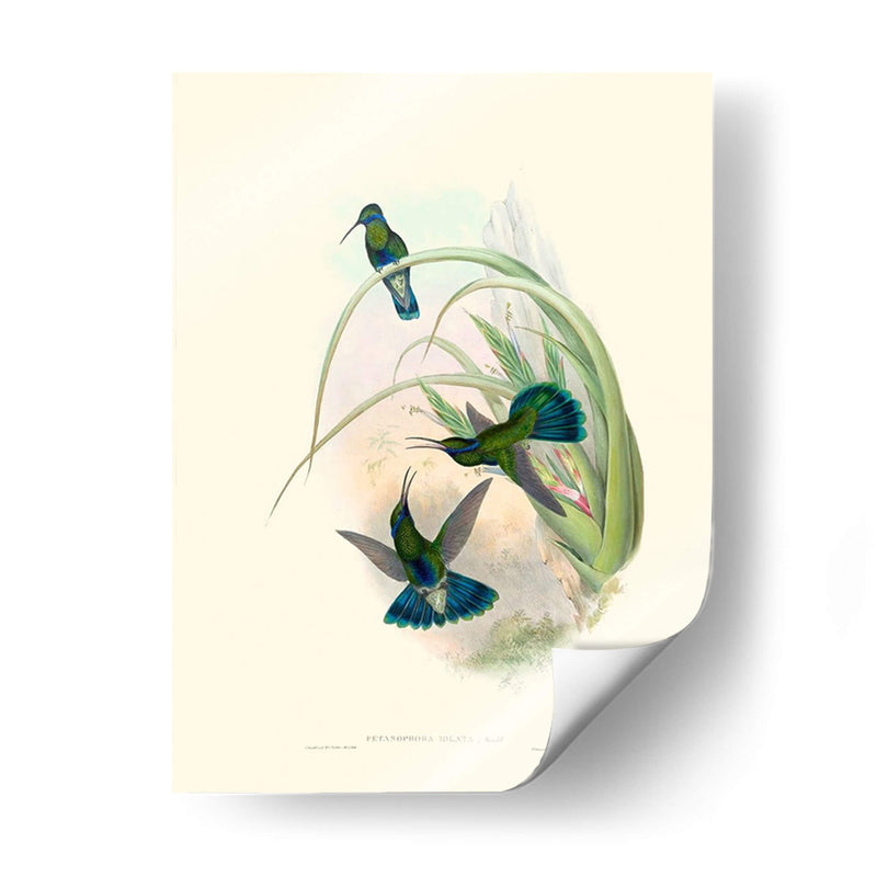 Hummingbird Delight Vi - John Gould | Cuadro decorativo de Canvas Lab