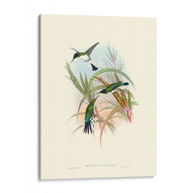 Hummingbird Delight Vii - John Gould | Cuadro decorativo de Canvas Lab