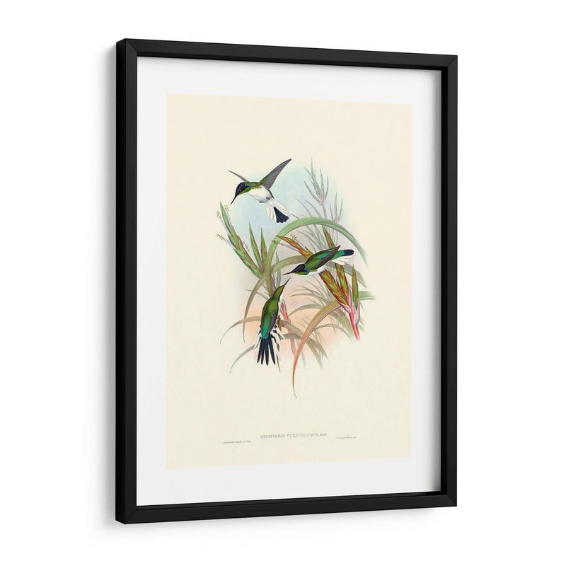 Hummingbird Delight Vii - John Gould | Cuadro decorativo de Canvas Lab