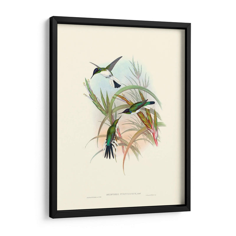 Hummingbird Delight Vii - John Gould | Cuadro decorativo de Canvas Lab