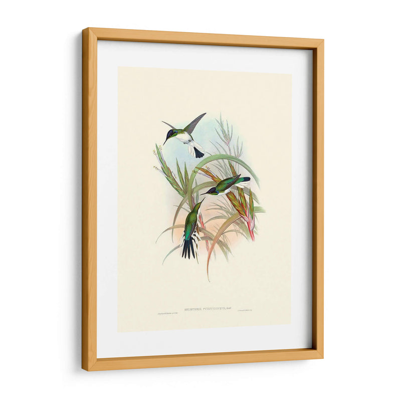 Hummingbird Delight Vii - John Gould | Cuadro decorativo de Canvas Lab