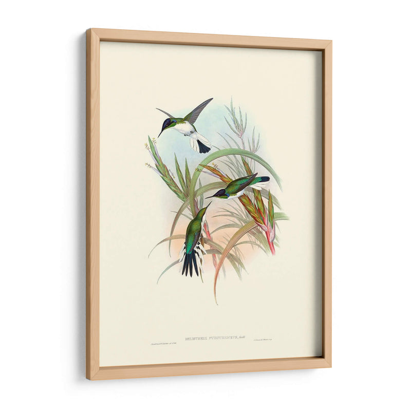 Hummingbird Delight Vii - John Gould | Cuadro decorativo de Canvas Lab