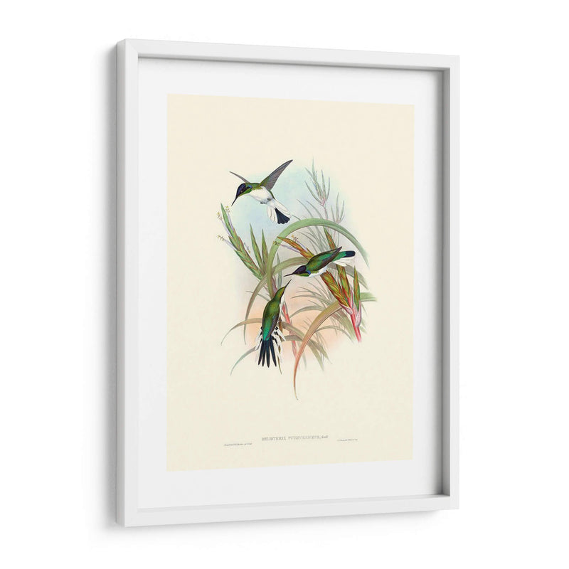 Hummingbird Delight Vii - John Gould | Cuadro decorativo de Canvas Lab