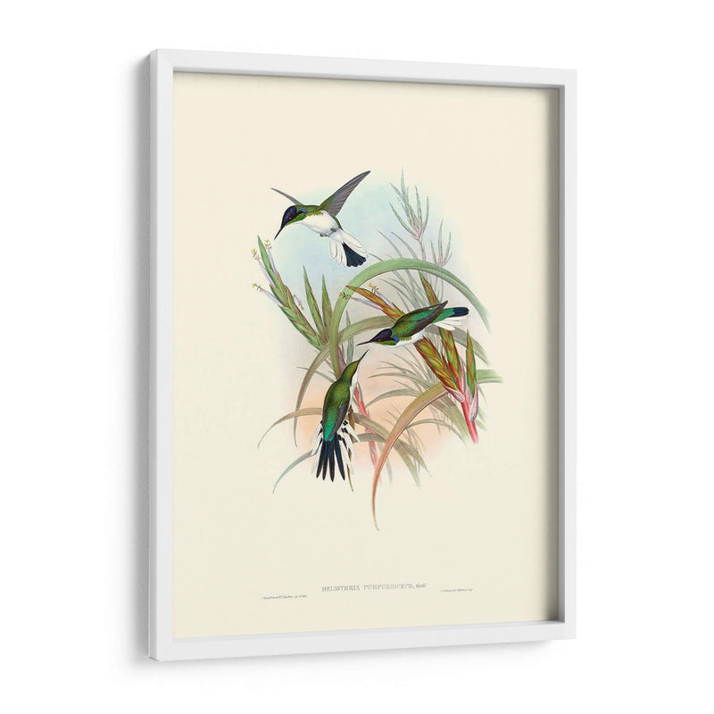 Hummingbird Delight Vii - John Gould | Cuadro decorativo de Canvas Lab