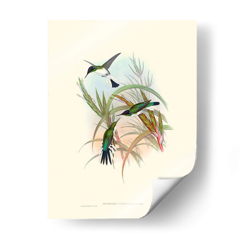 Hummingbird Delight Vii - John Gould | Cuadro decorativo de Canvas Lab