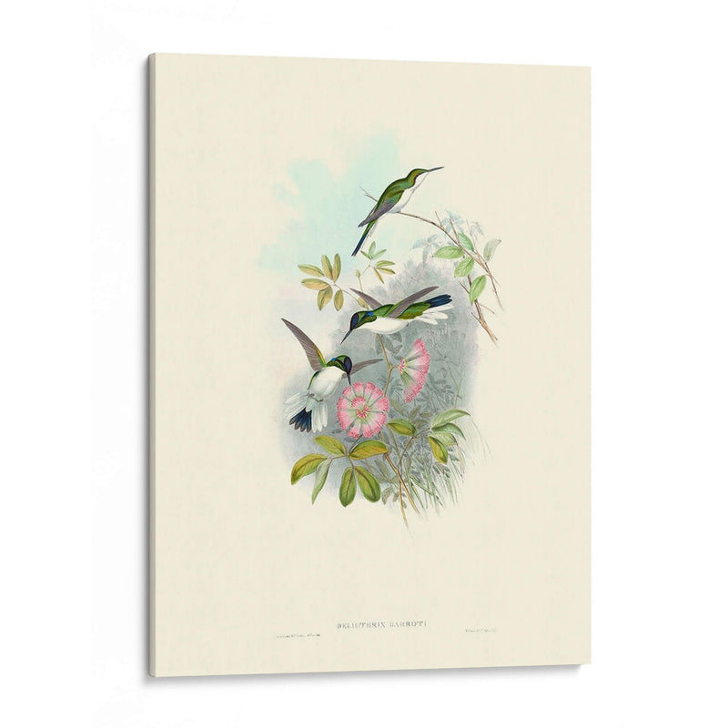 Hummingbird Delight Viii - John Gould | Cuadro decorativo de Canvas Lab