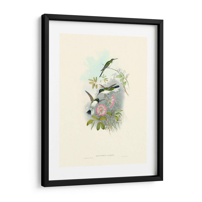 Hummingbird Delight Viii - John Gould | Cuadro decorativo de Canvas Lab