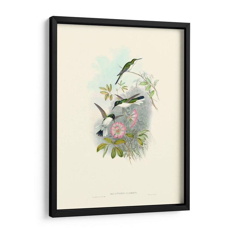 Hummingbird Delight Viii - John Gould | Cuadro decorativo de Canvas Lab