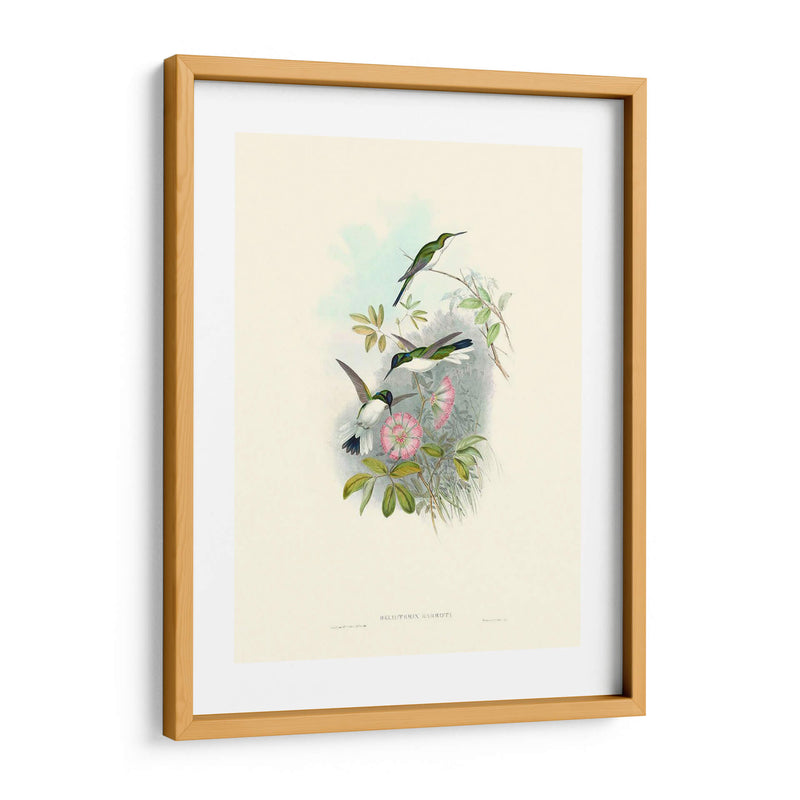 Hummingbird Delight Viii - John Gould | Cuadro decorativo de Canvas Lab