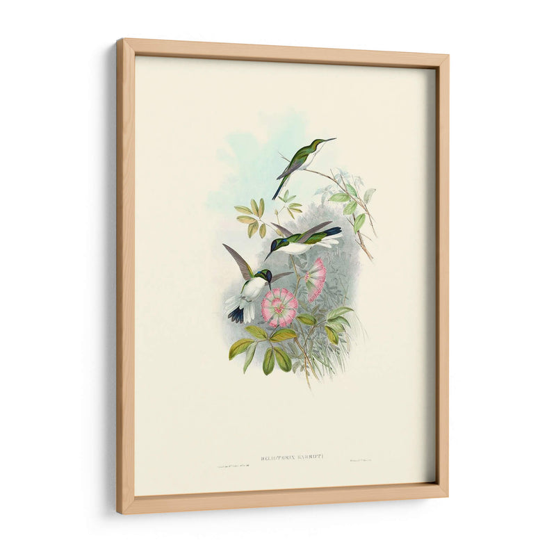 Hummingbird Delight Viii - John Gould | Cuadro decorativo de Canvas Lab