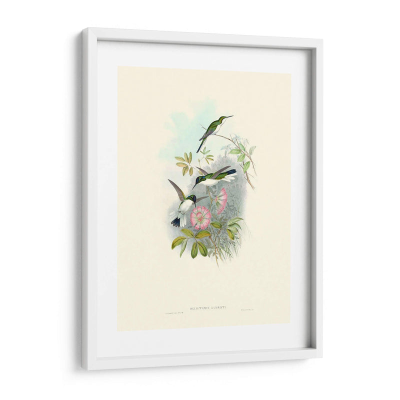 Hummingbird Delight Viii - John Gould | Cuadro decorativo de Canvas Lab