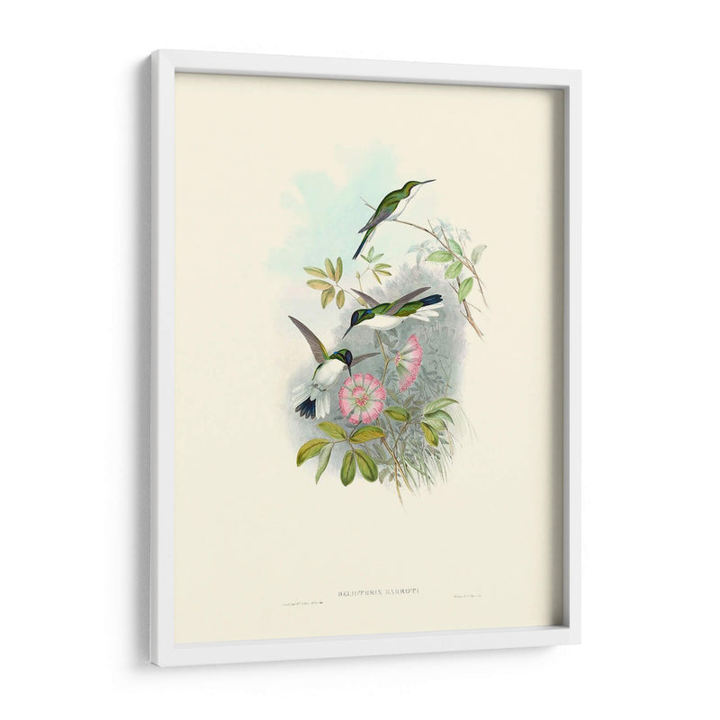 Hummingbird Delight Viii - John Gould | Cuadro decorativo de Canvas Lab