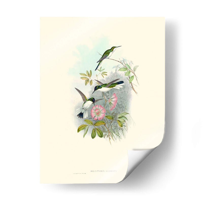 Hummingbird Delight Viii - John Gould | Cuadro decorativo de Canvas Lab