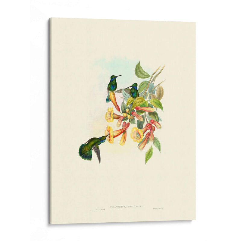 Hummingbird Delight Ix - John Gould | Cuadro decorativo de Canvas Lab