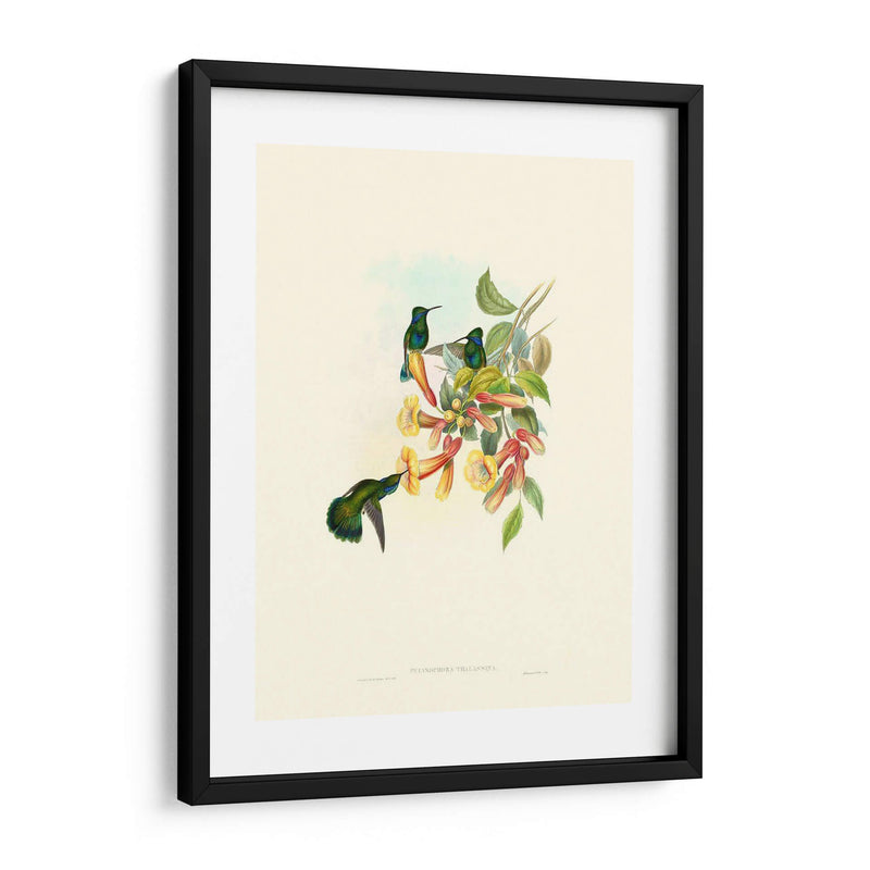 Hummingbird Delight Ix - John Gould | Cuadro decorativo de Canvas Lab