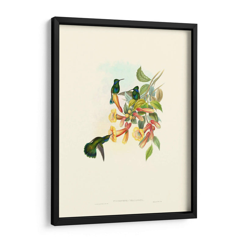 Hummingbird Delight Ix - John Gould | Cuadro decorativo de Canvas Lab