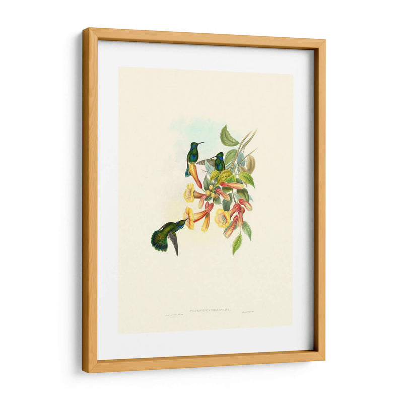 Hummingbird Delight Ix - John Gould | Cuadro decorativo de Canvas Lab