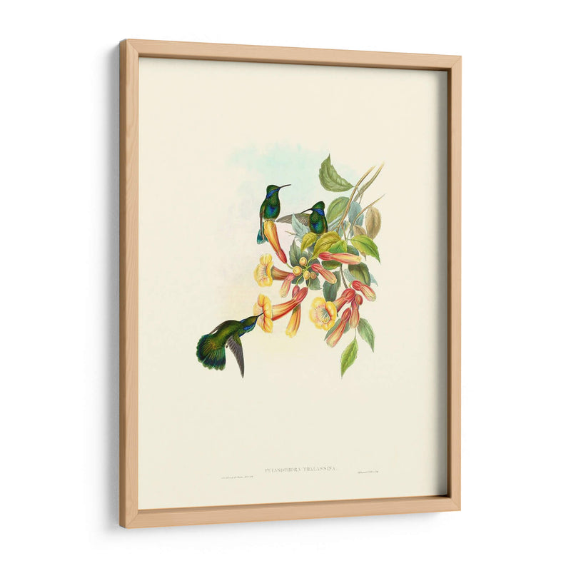 Hummingbird Delight Ix - John Gould | Cuadro decorativo de Canvas Lab