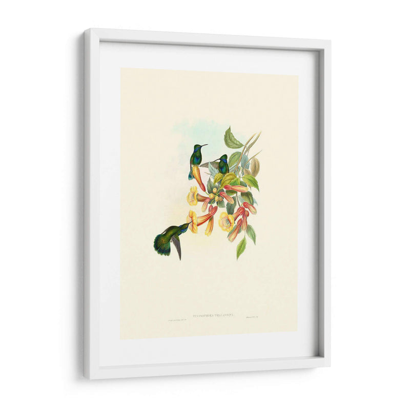 Hummingbird Delight Ix - John Gould | Cuadro decorativo de Canvas Lab