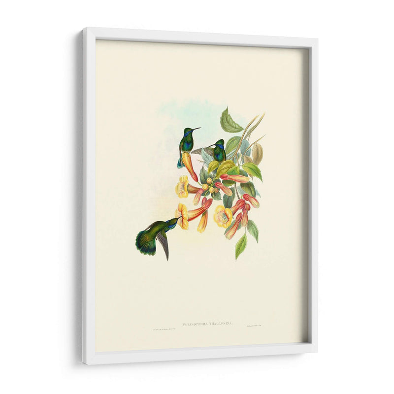 Hummingbird Delight Ix - John Gould | Cuadro decorativo de Canvas Lab