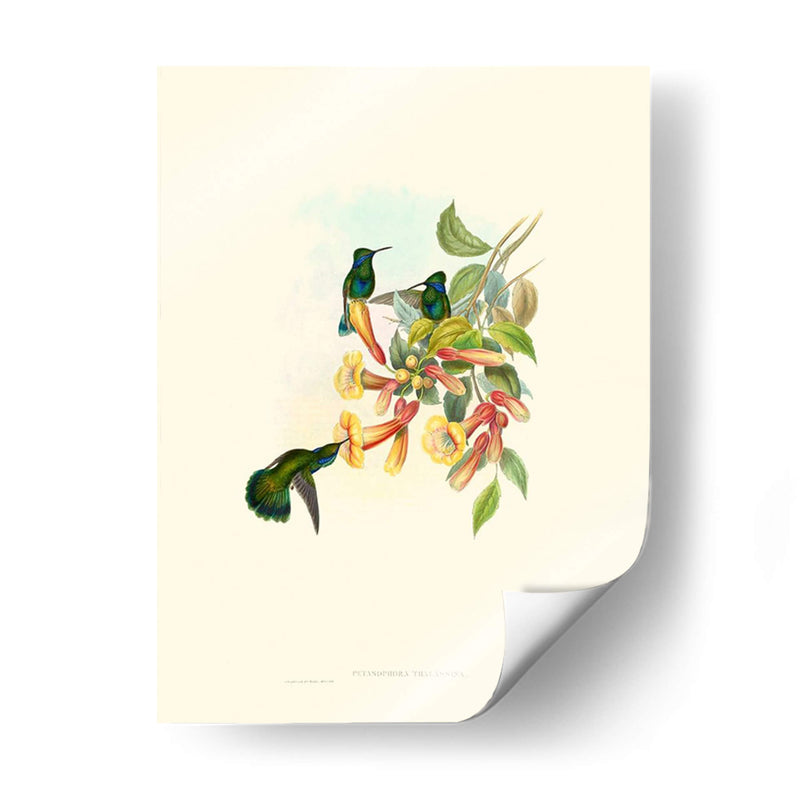 Hummingbird Delight Ix - John Gould | Cuadro decorativo de Canvas Lab