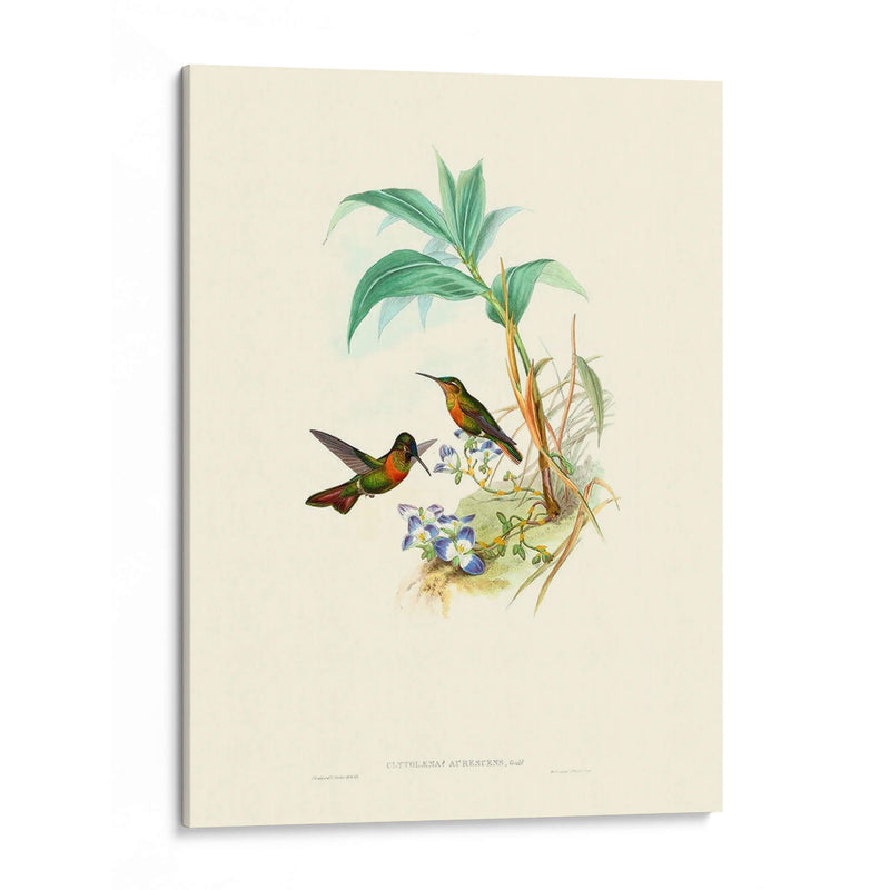 Hummingbird Delight X - John Gould | Cuadro decorativo de Canvas Lab