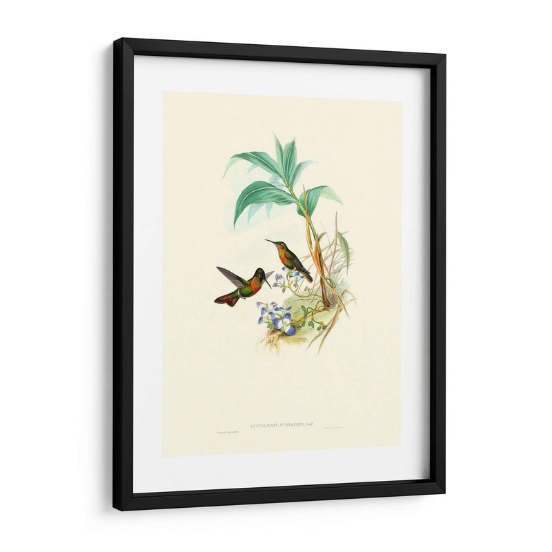 Hummingbird Delight X - John Gould | Cuadro decorativo de Canvas Lab