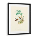 Hummingbird Delight X - John Gould | Cuadro decorativo de Canvas Lab